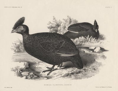 Numida Plumifera, litografia di Bowen und Co., 1850 da Otto Koehler